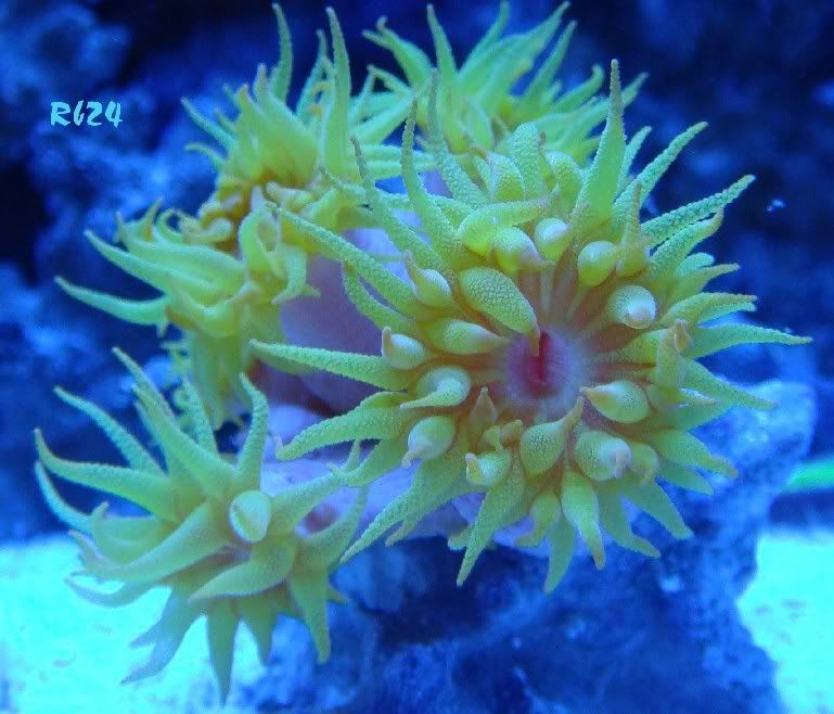 suncoral2.jpg