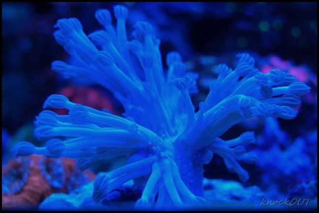 blue_xenia.jpg