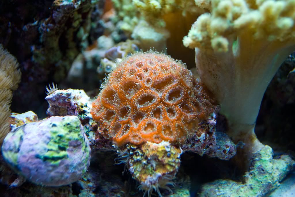Red-Micros.jpg