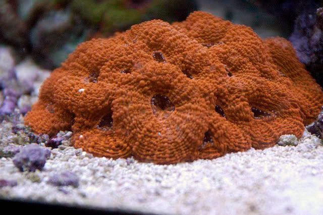 65G055.jpg