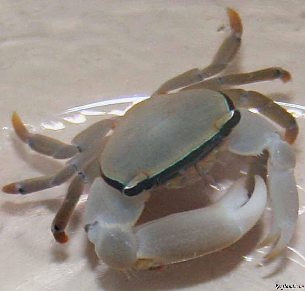 littlecrab_original.jpg