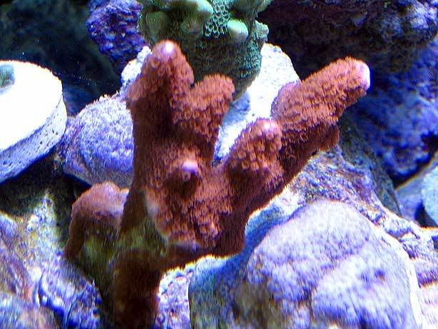 red_montipora_digitata.jpg