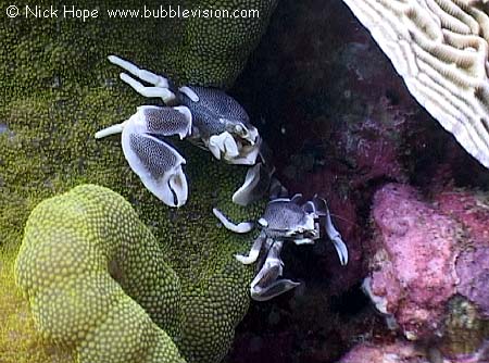 anemone-crabs.jpg