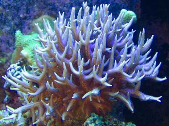 purple-polyp-birdsnest.jpg