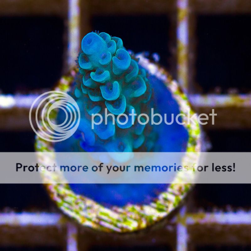 newacropora2044bbbbb.jpg~original