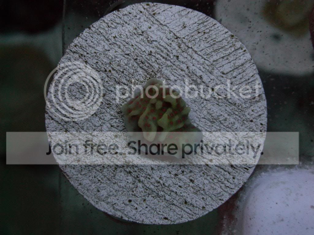 DSCN0984_zps0be8ccec.jpg