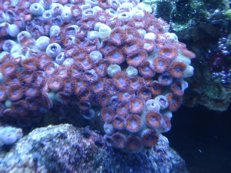 fish4-09042.jpg