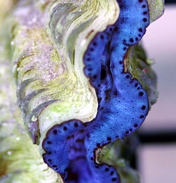 clam1-2.jpg