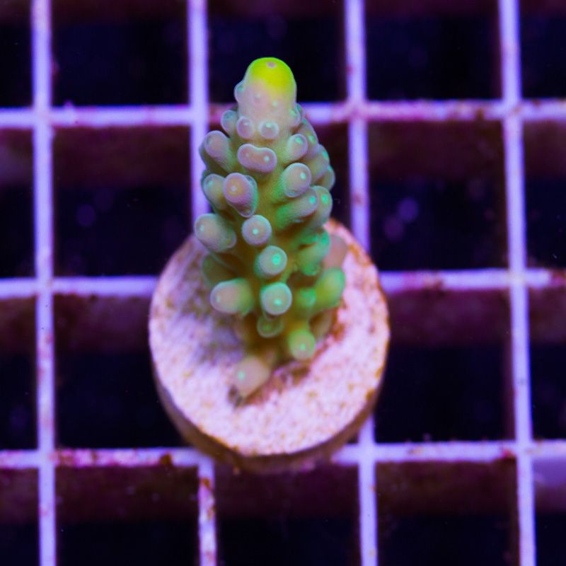 newcoral1537b.jpg