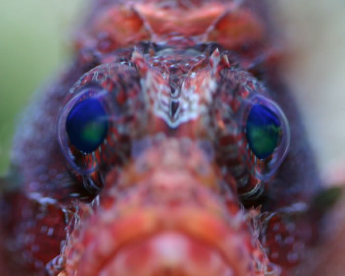 fuzzy2.jpg