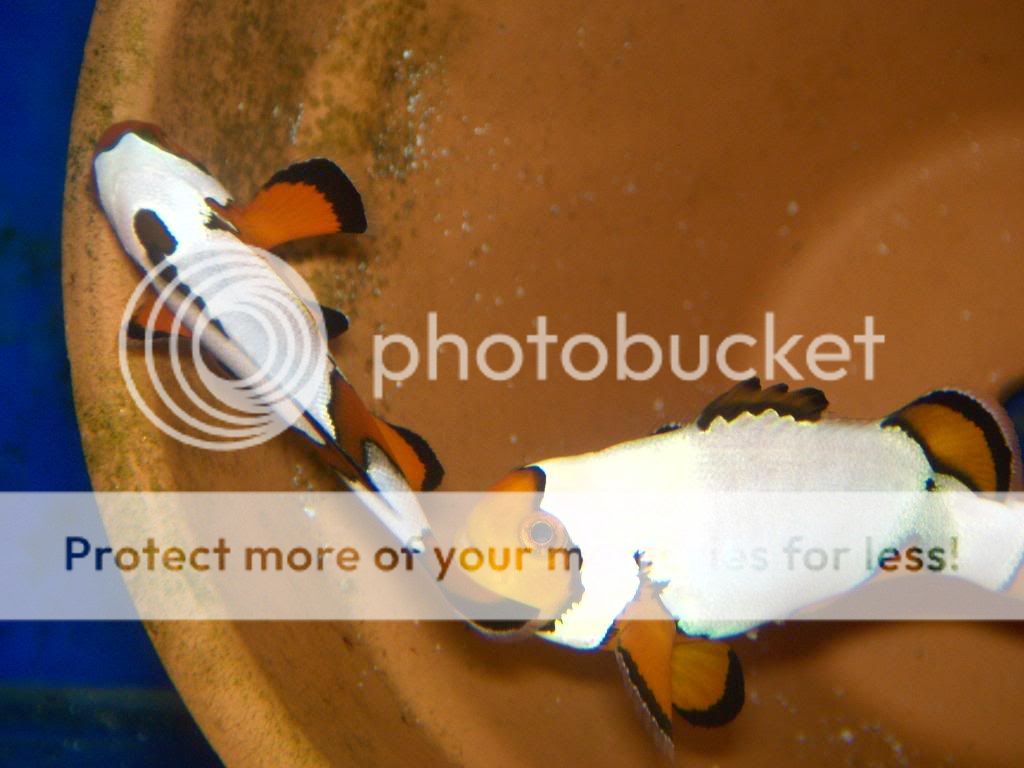 47734847.jpg