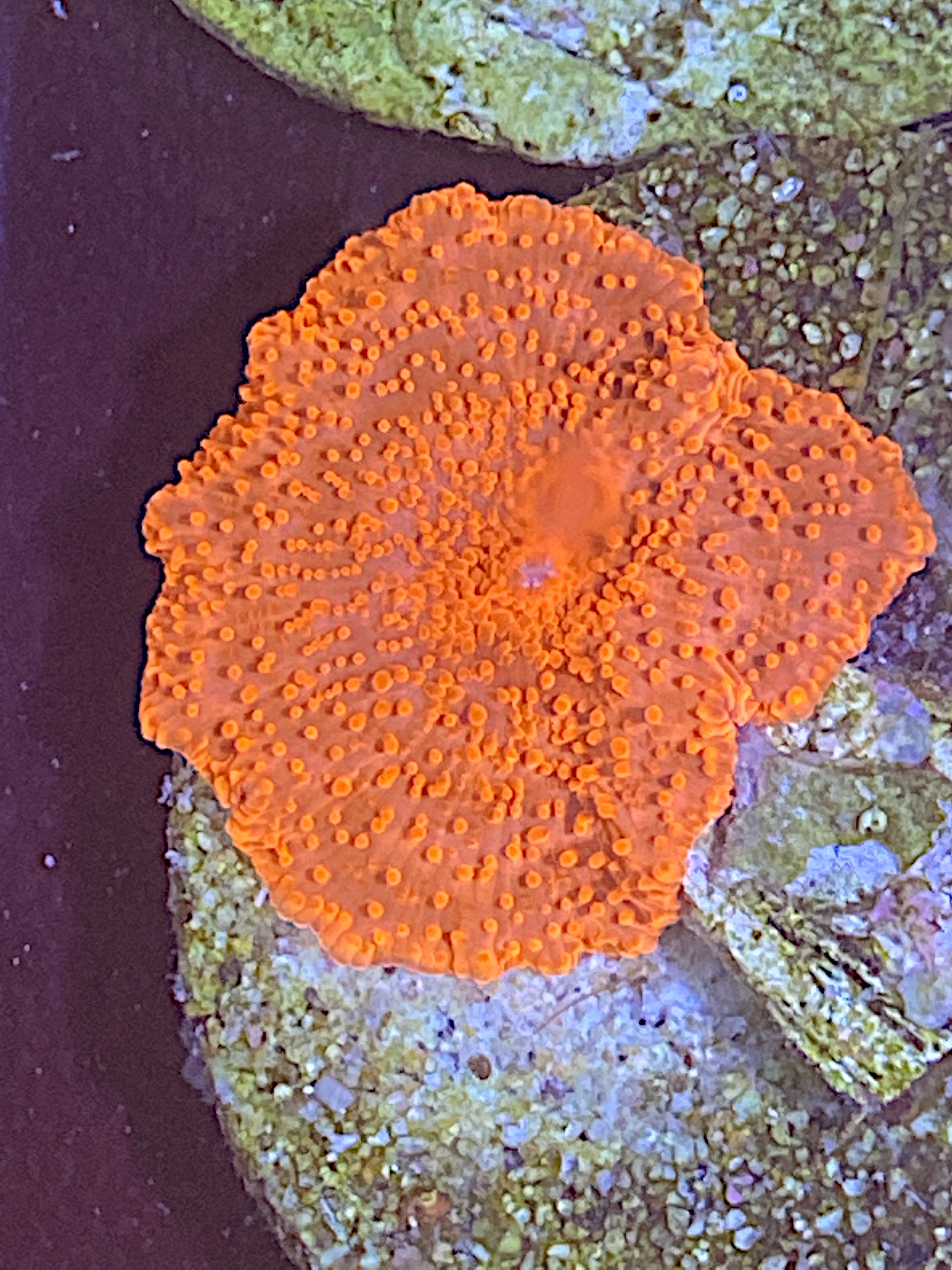 2966f41856ba58b5e56143f316d9173e.plist