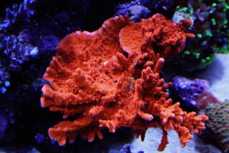 setosa10-19-2009-1.jpg
