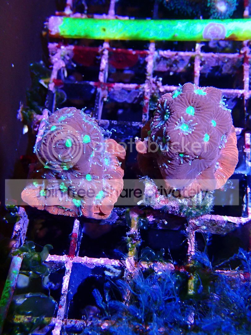 P8310288_zpsxsovca3m.jpg