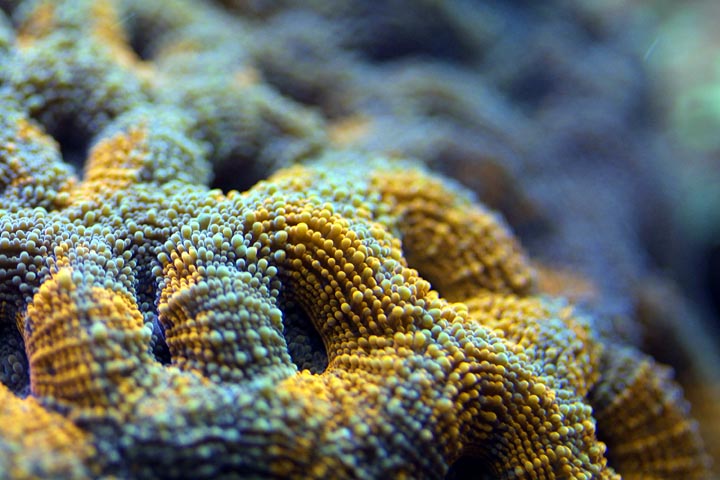 orange-echino-wb.jpg