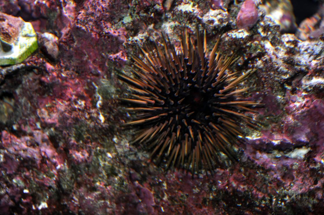 Urchin2.jpg