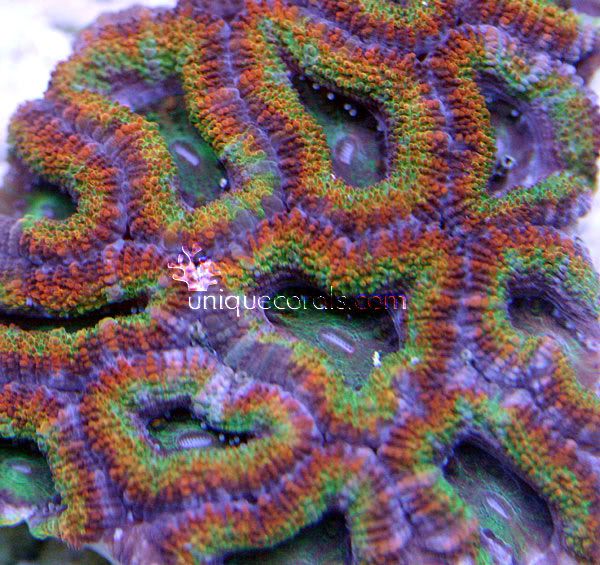 aurora_acan_macro.jpg