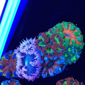 ultrarockflowers1-275x275.jpg