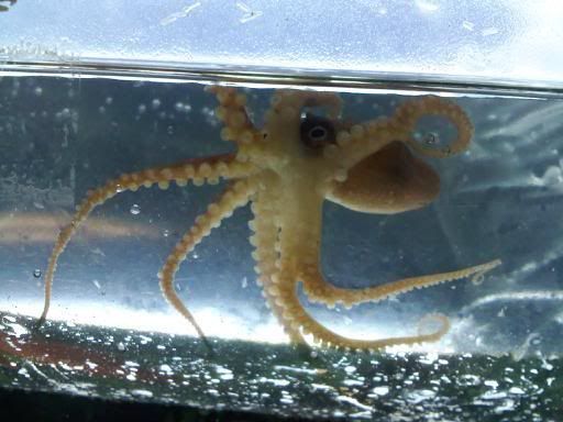 octopus.jpg