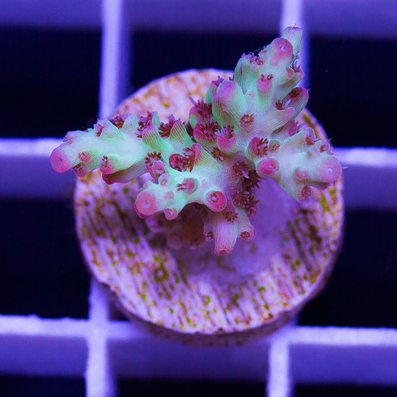 newcoral1666b.jpg