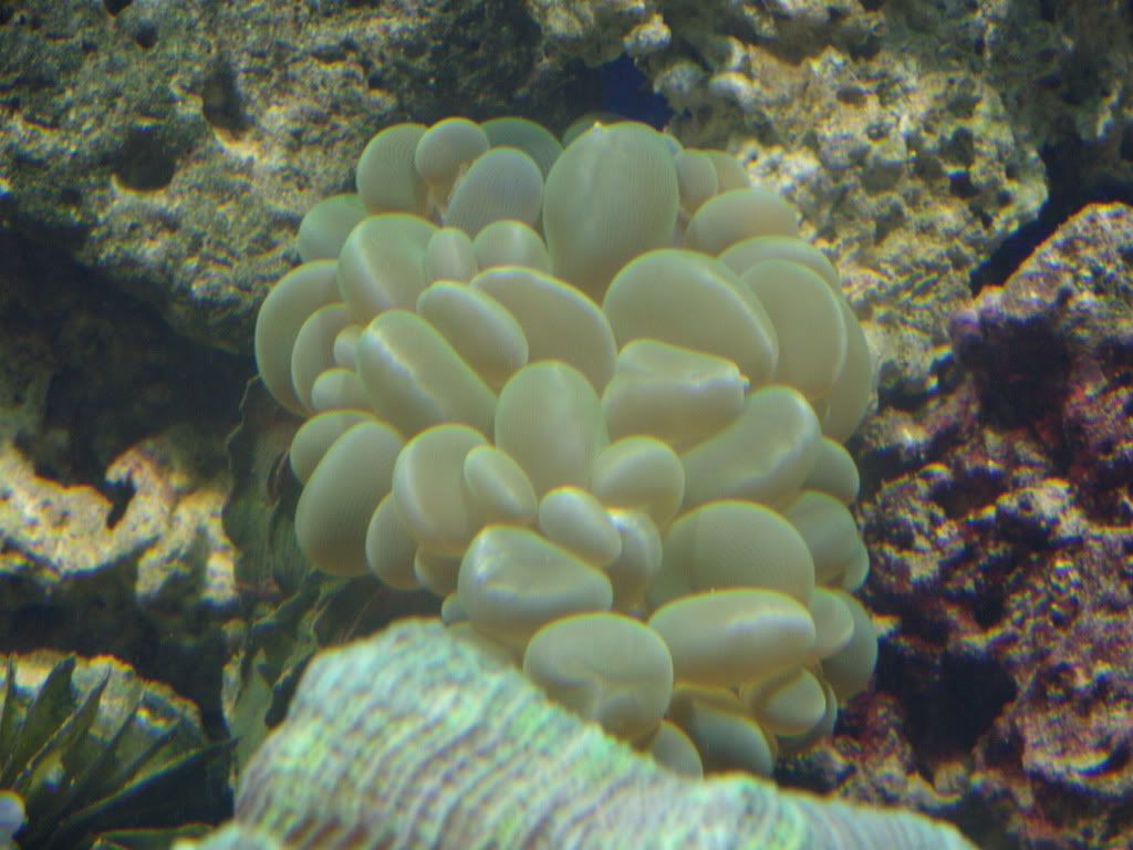 jayfish154.jpg