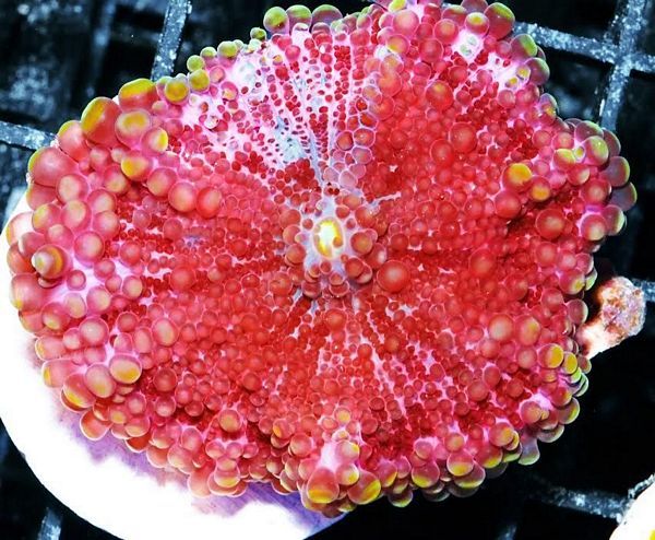 tn_hpj2062purplericordeayuma1579_zpspla6vuei.jpg