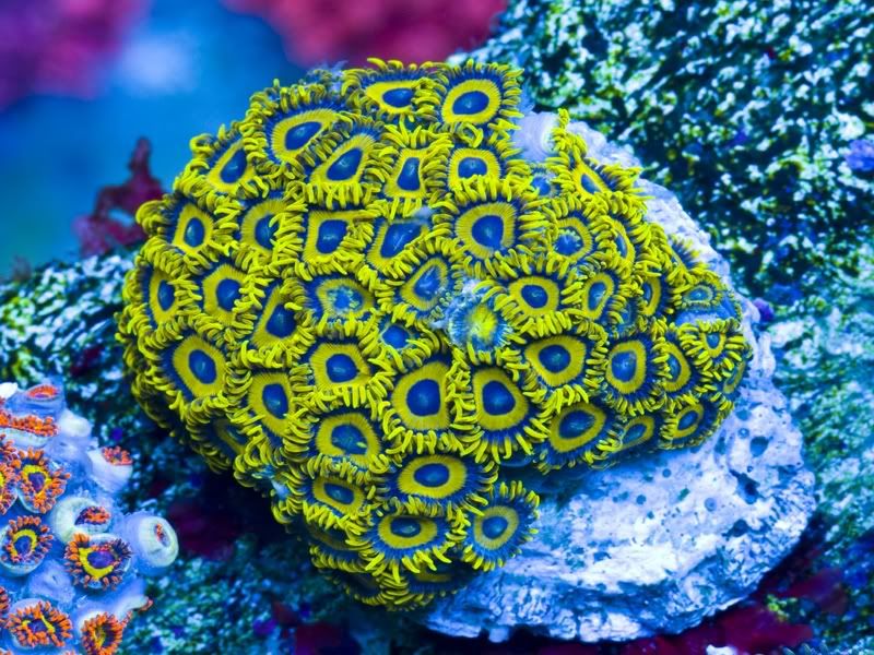 anotheryellowhornet3.jpg