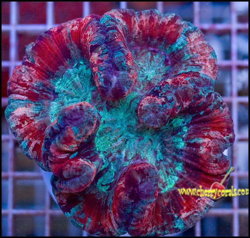 NewCorals_55.jpg