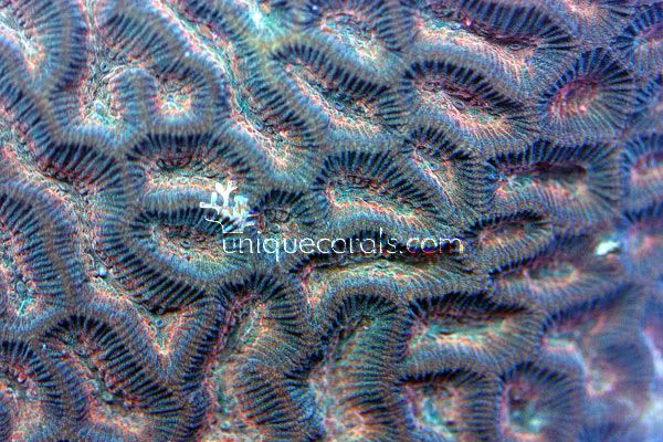 rainbow_platygyra_macro.jpg