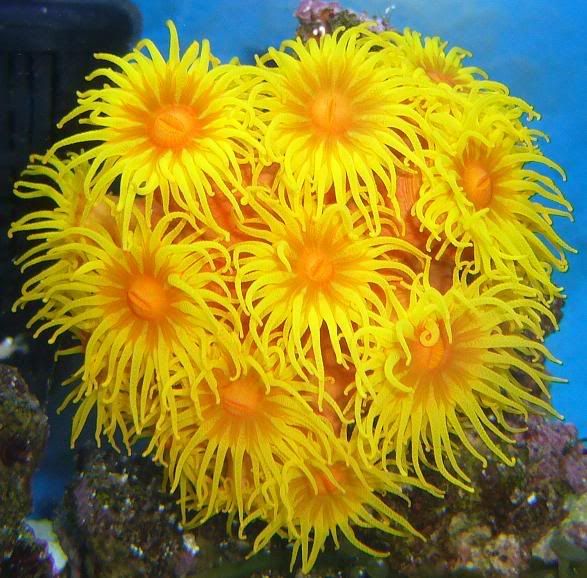 Suncoral.jpg