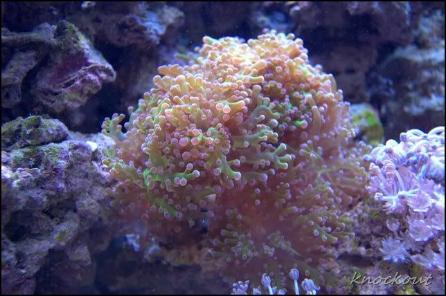 DSC_1063NEF.jpg
