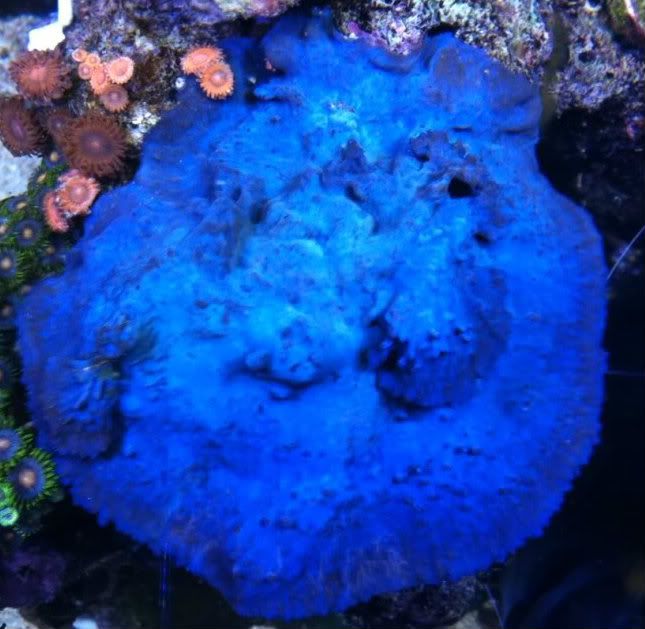 blue-sponge-cropped.jpg