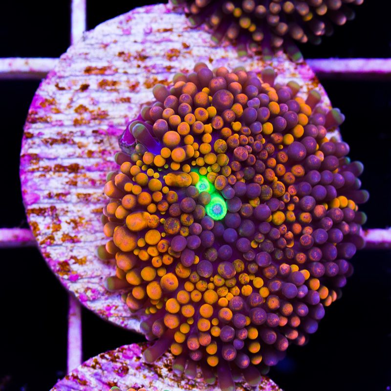 newcoral1181b.jpg