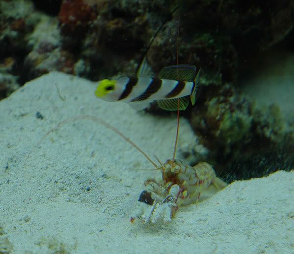 shrimpgoby4.jpg
