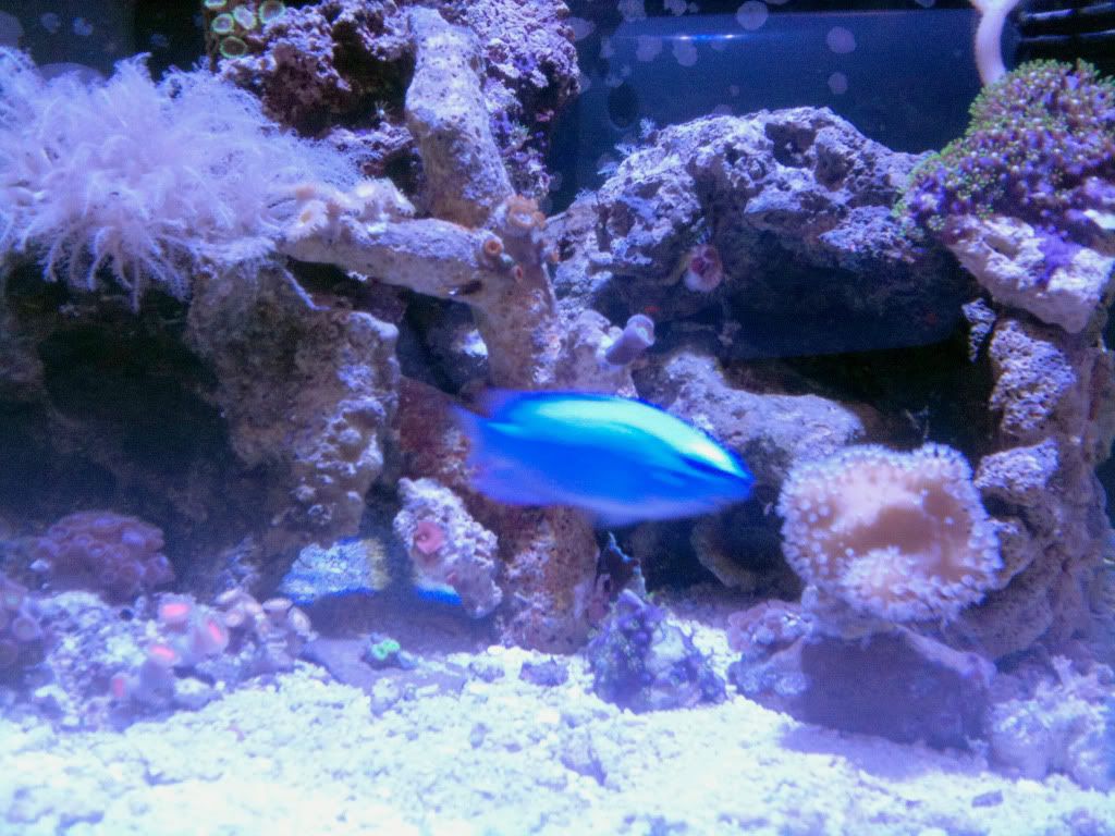 Bluelightning.jpg