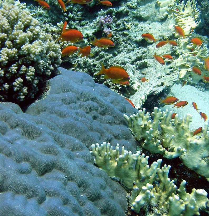 www.algaebarn.com