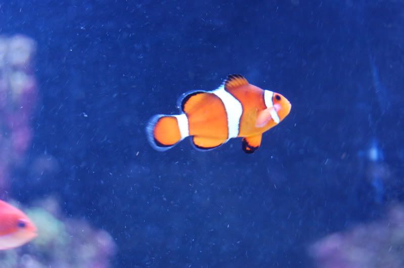 DSC_0273.jpg