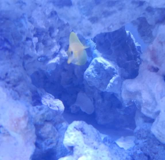 fish1.jpg