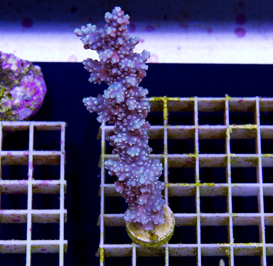 anewcoral_24-3.jpg