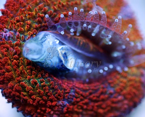 acan4.jpg