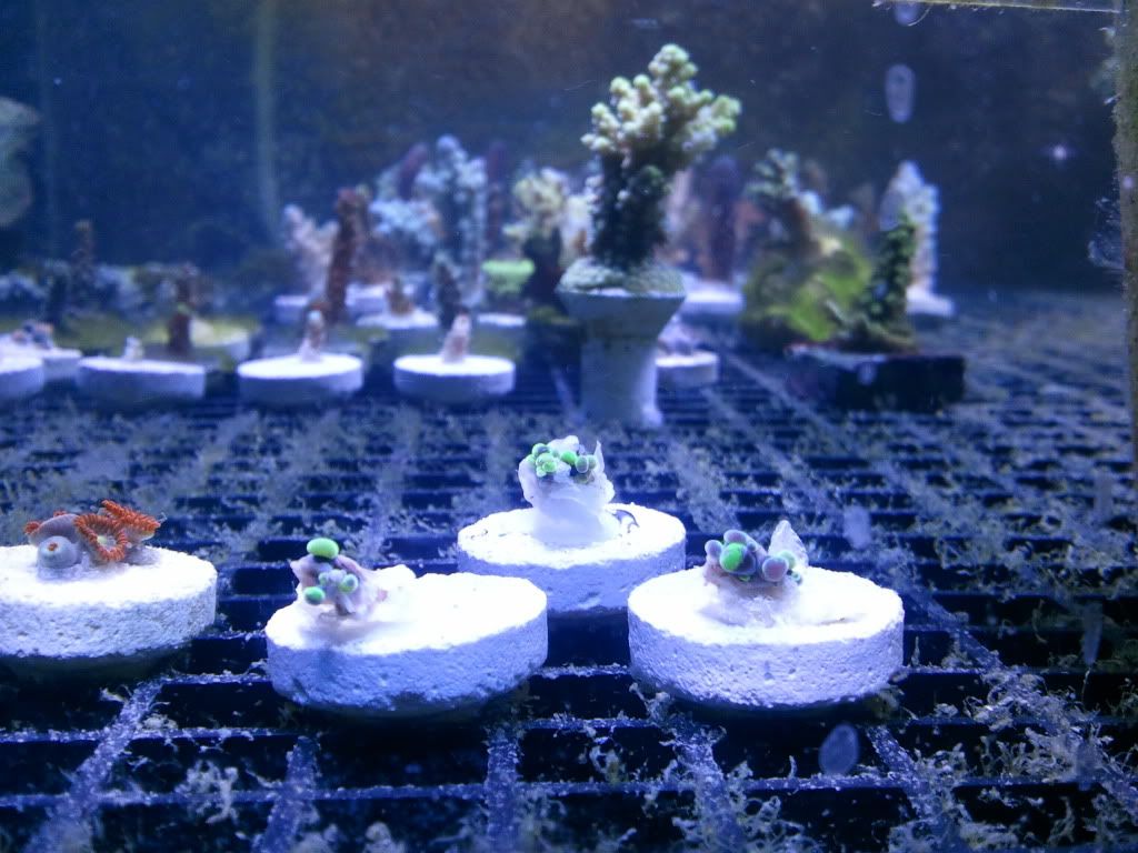 2011-01-26202528.jpg
