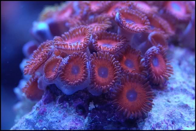 kedd_red_zoa.jpg
