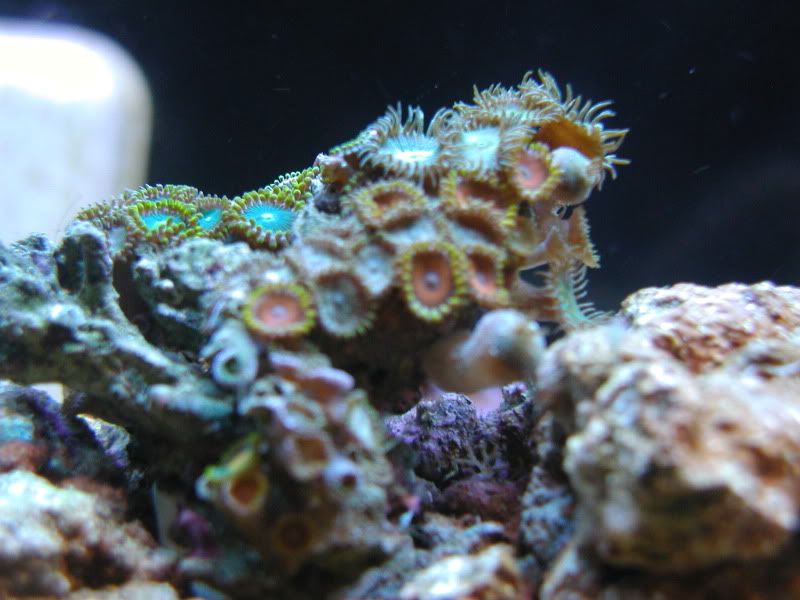 p1010115.jpg