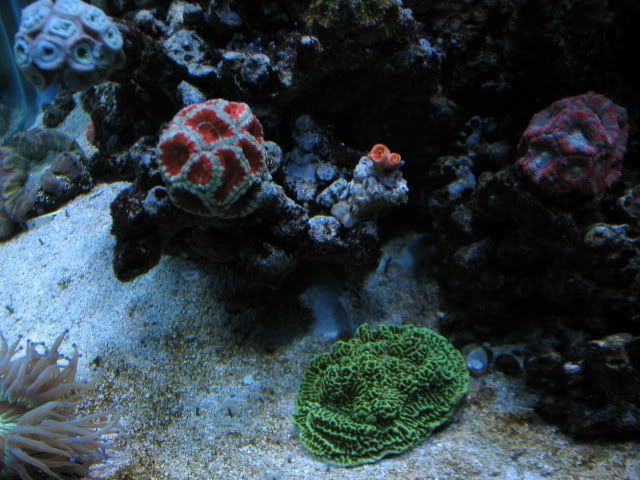 tank02098.jpg