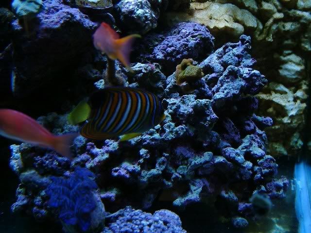 211Fish7.jpg