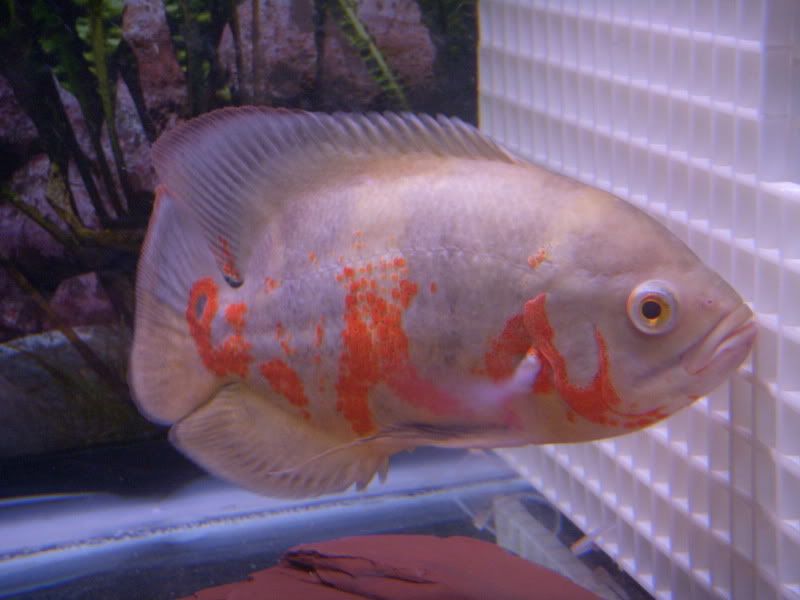 DSCN0448.jpg