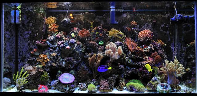 Aquario0231.jpg