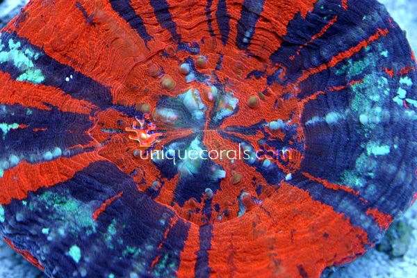 red_scolymia_macro.jpg