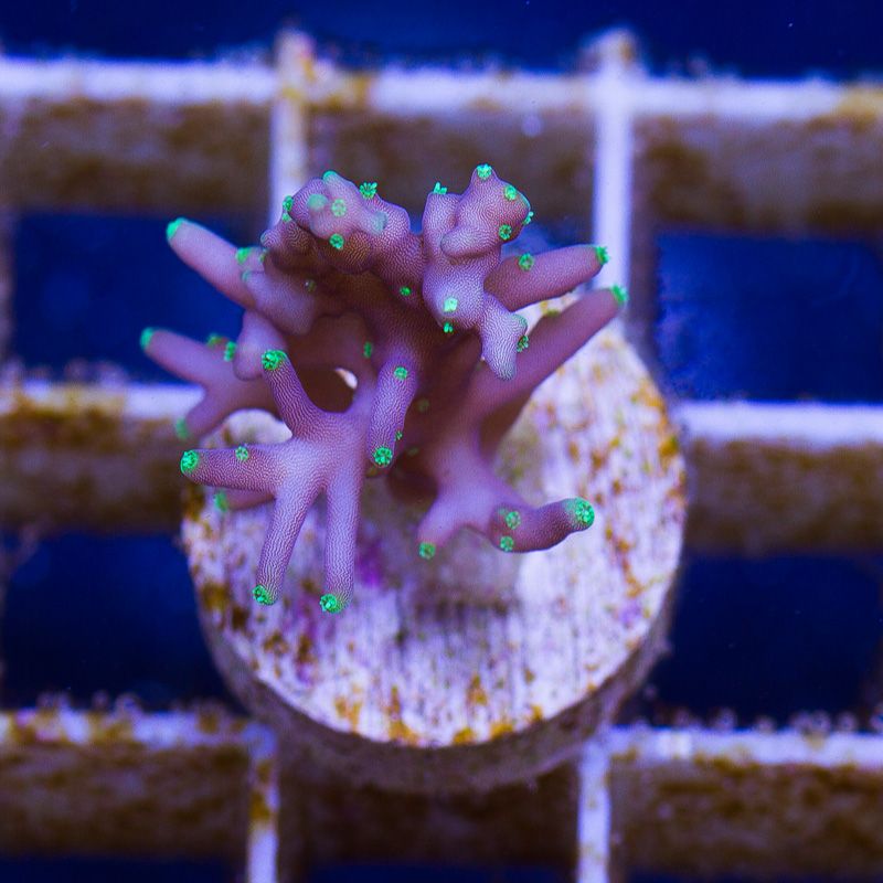 newcorals-3050b.jpg~original