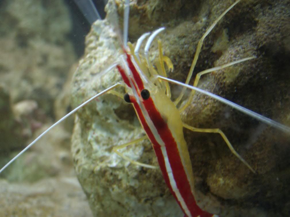 jayfish050.jpg